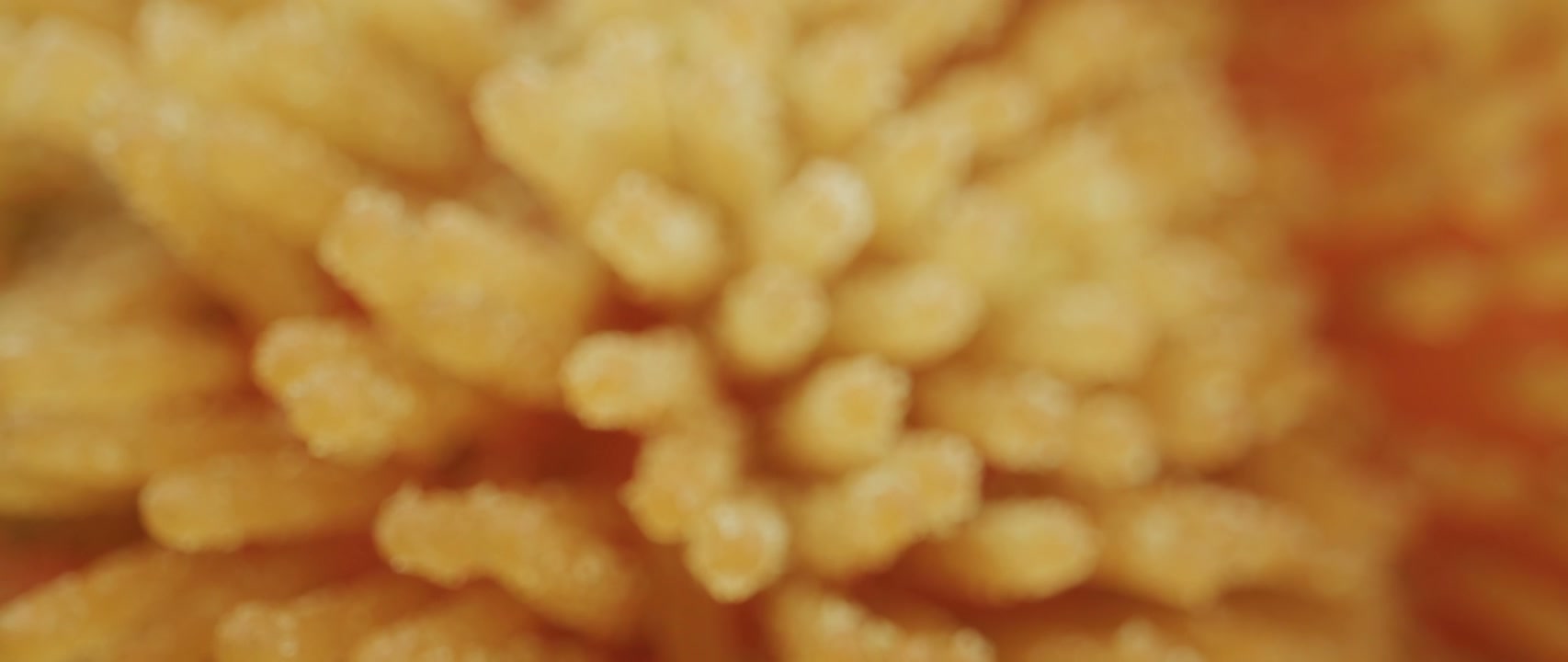 Macro Rack Focus on Organic Texture