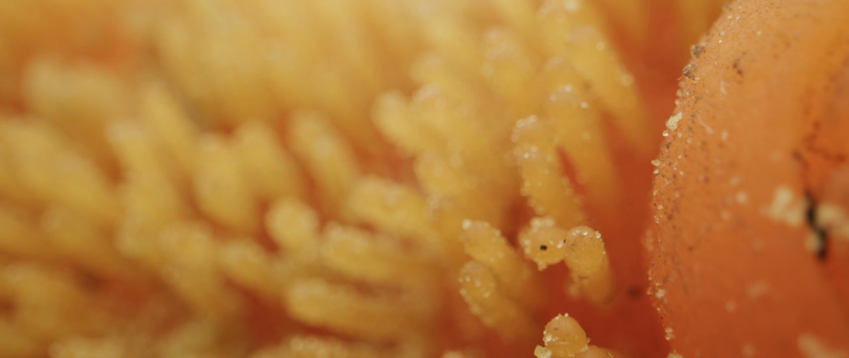 Macro View of Orange Organic Bristles