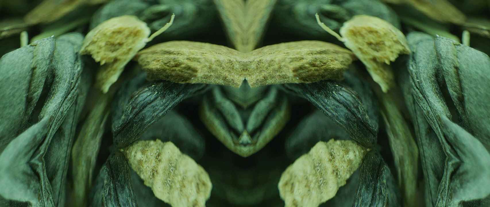 Abstract Mirrored Organic Texture