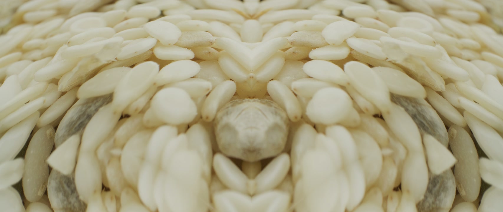 Mirrored Close Up of White Organic Seeds