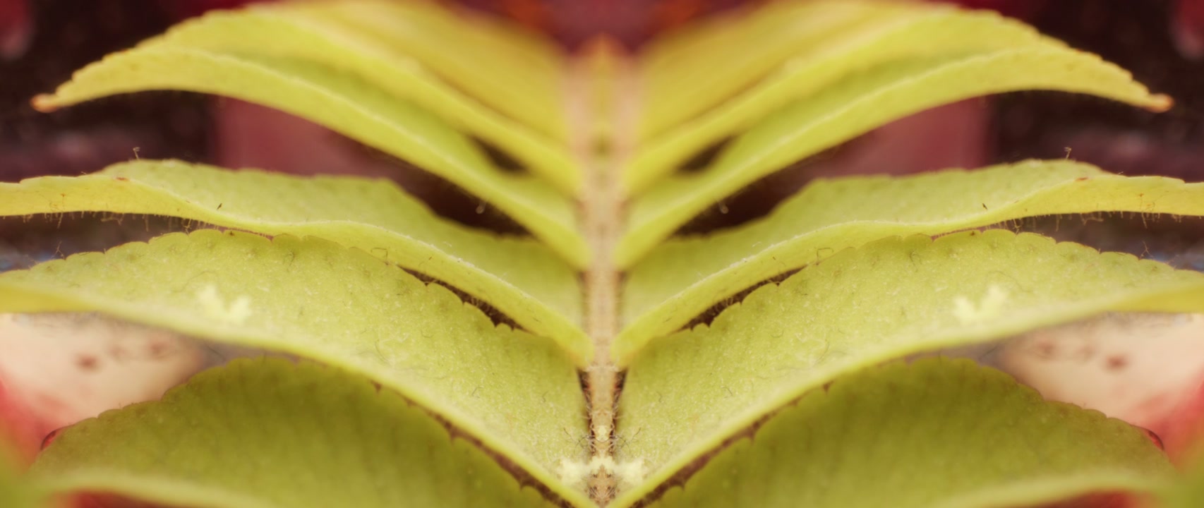 Symmetrical Green Leaves Close Up