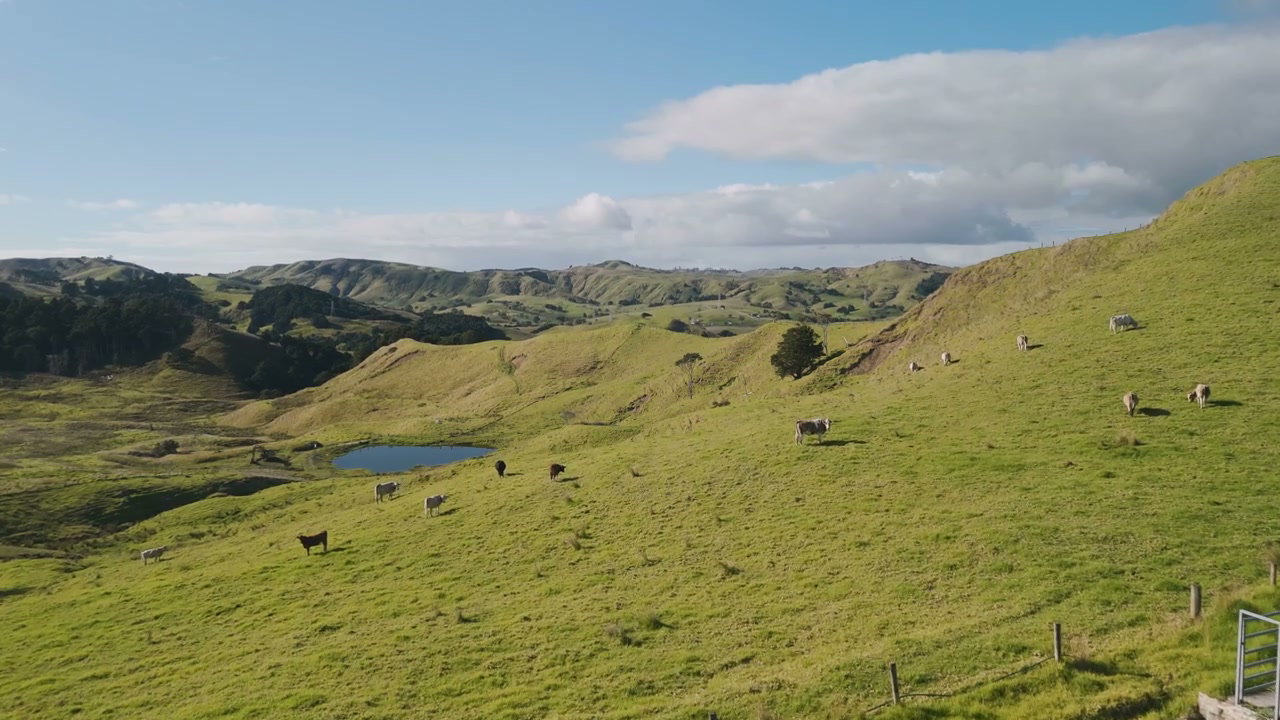 Cattle Grazing on Green Rolling Hills