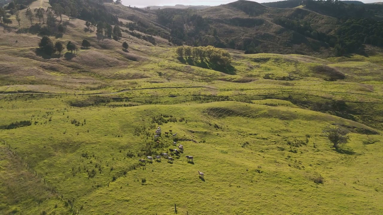 Aerial View of Sheep Grazing on Green Hills