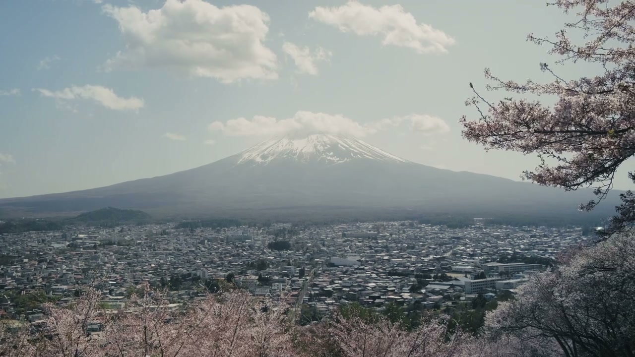 Mount Fuji and Cherry Blossoms