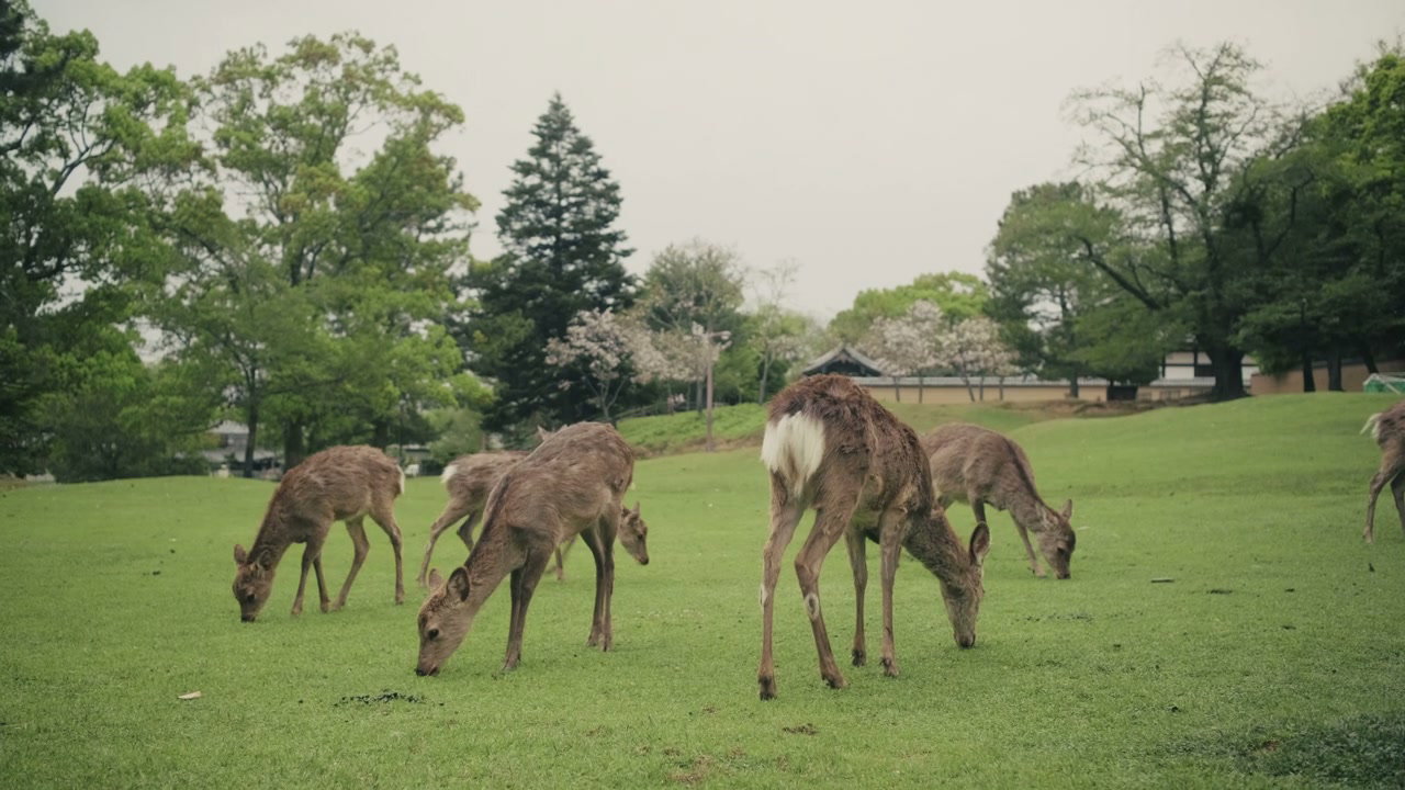 Deer Grazing in Japanese Park