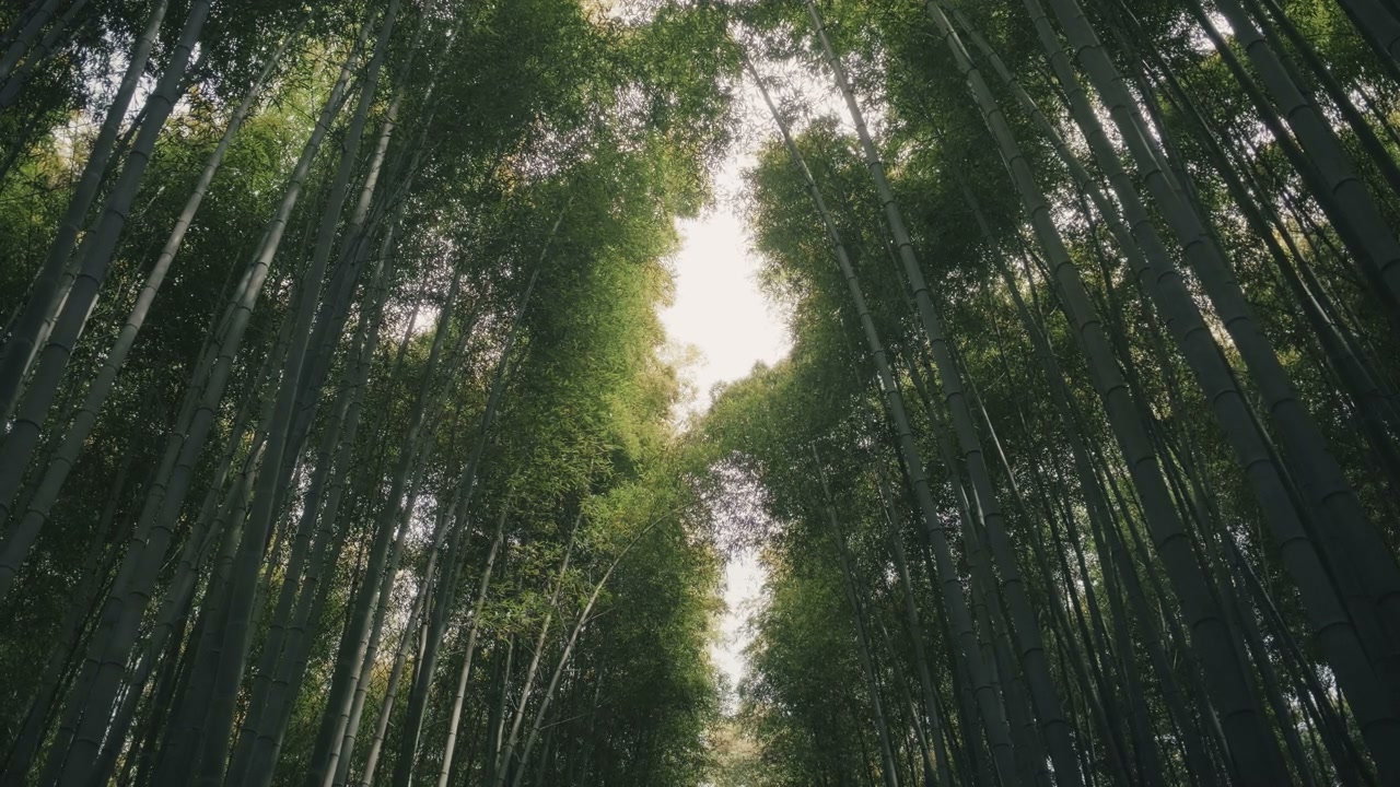 Tall Bamboo Forest Trees Swaying in Japan
