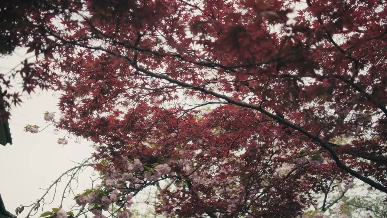 Japanese Maple and Cherry Blossoms