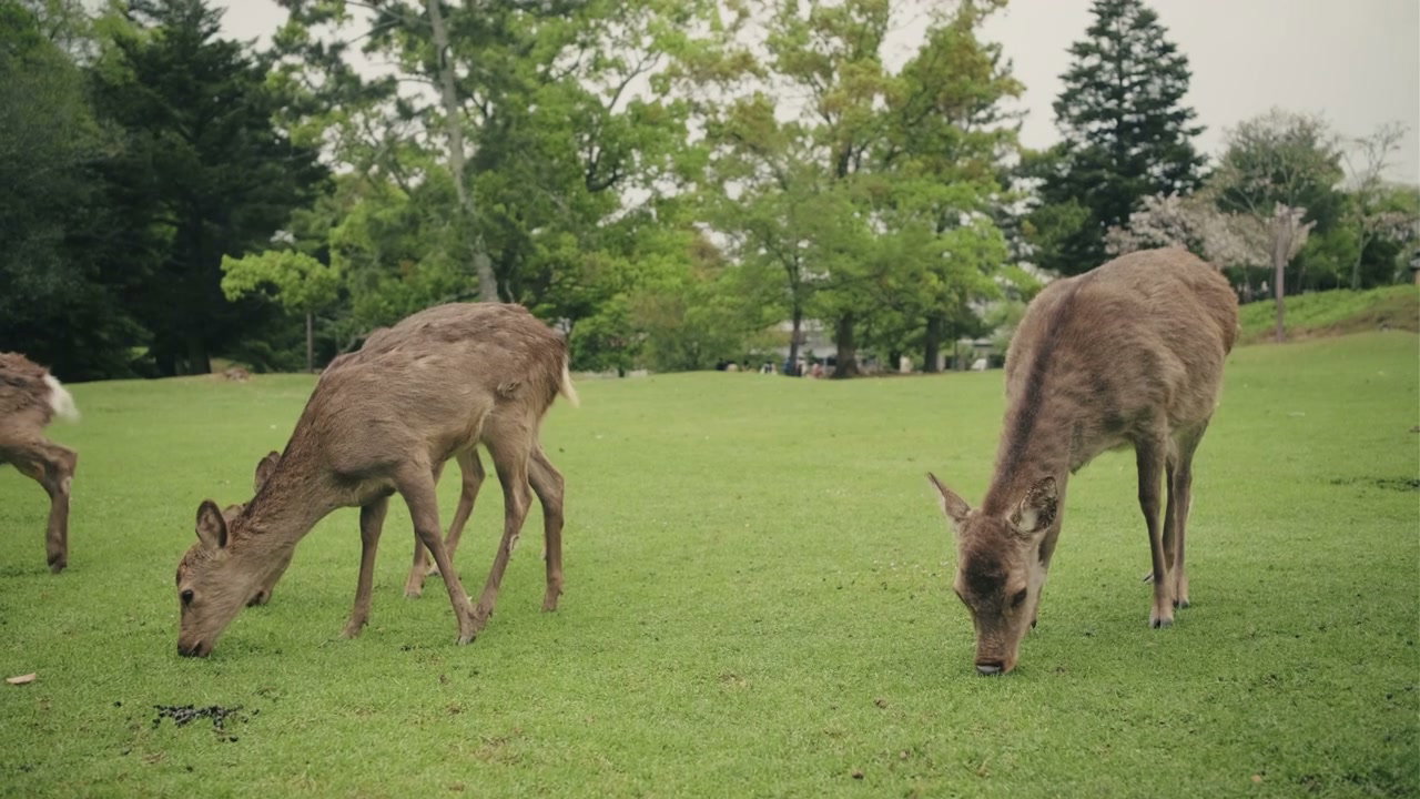 Sika Deer Grazing in Green Meadow