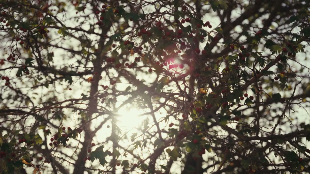 Hawthorn Tree Branches with Sunlight
