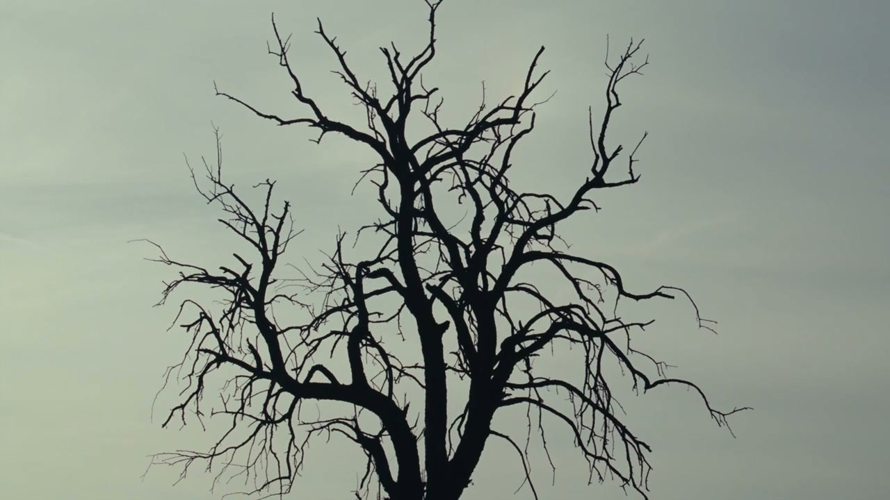Bare Tree Silhouette Against Overcast Sky