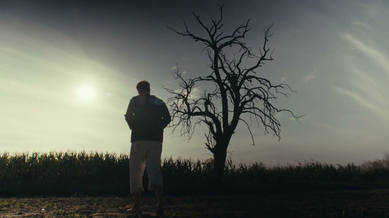 Person Walks Towards Dead Tree in Field