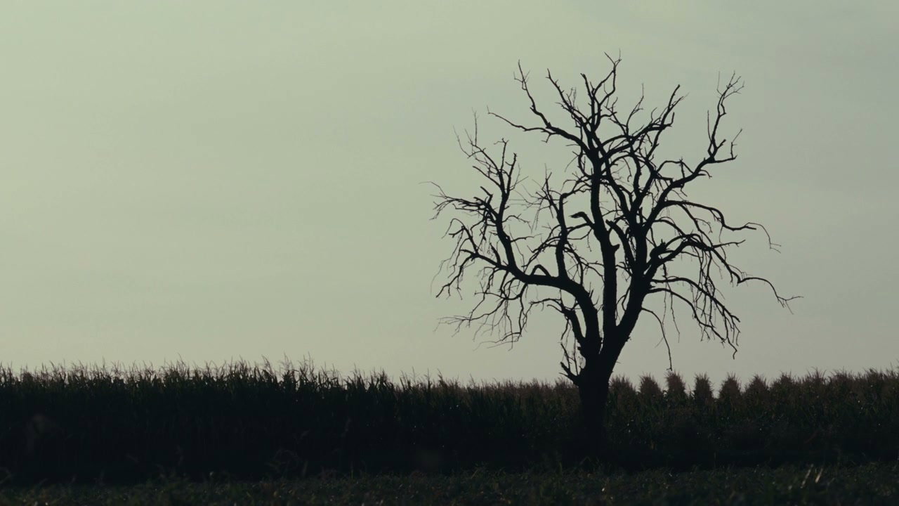 Silhouette of Bare Tree in Field at Dusk