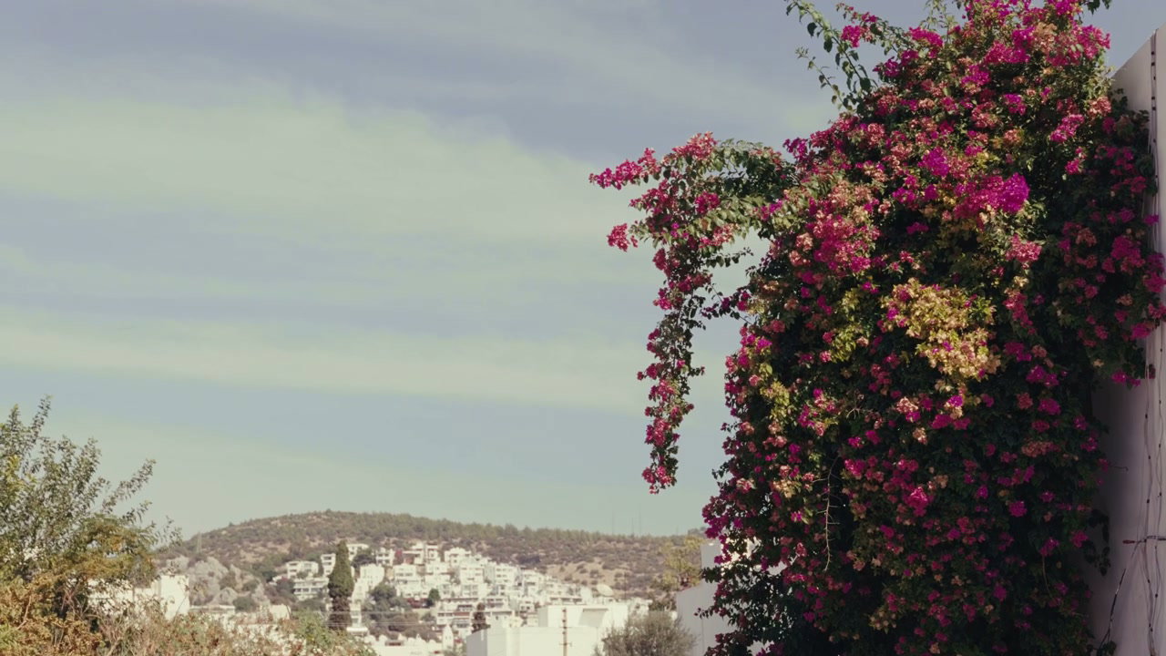 Purple Bougainvillea Overlooking Hillside Town