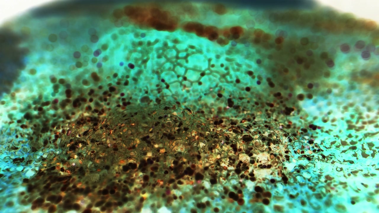 Abstract Microscopic Cell Textures