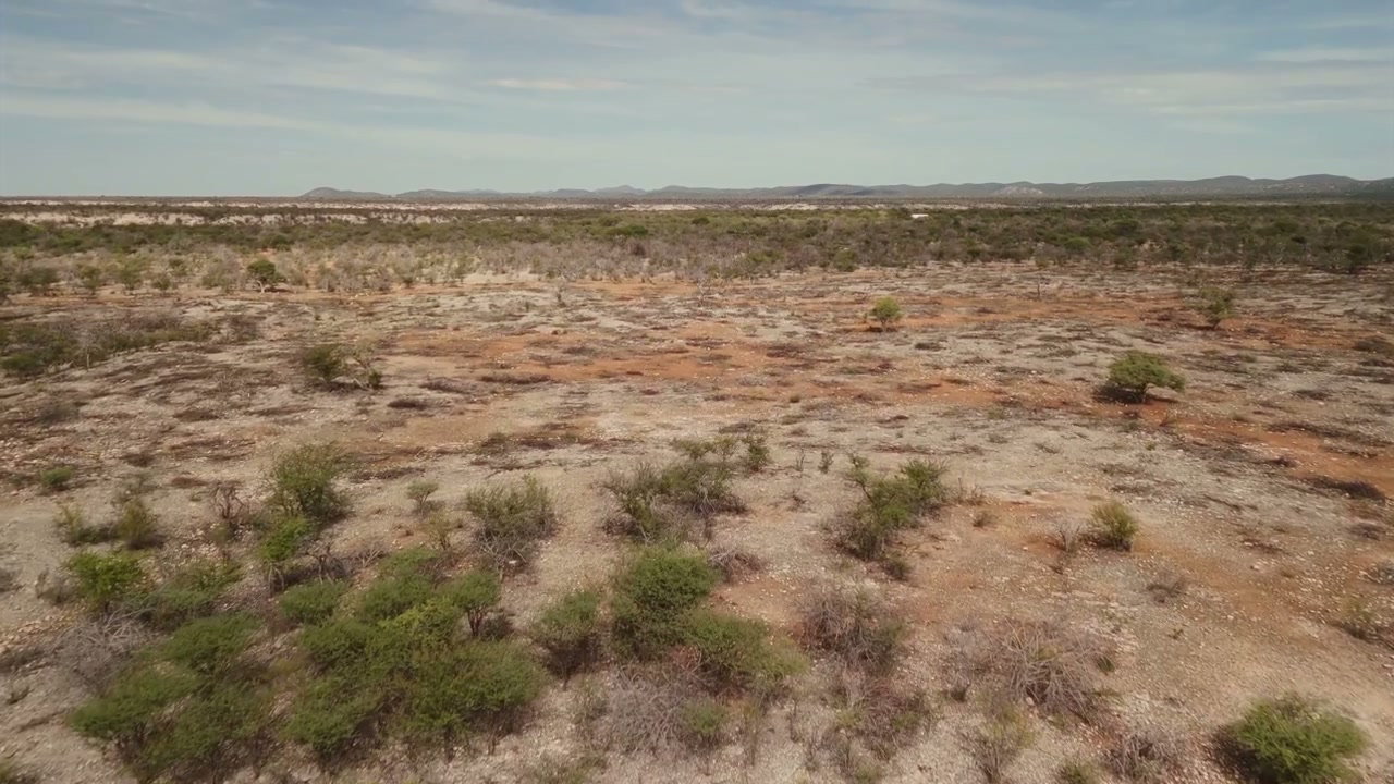 African Arid Scrubland Landscape