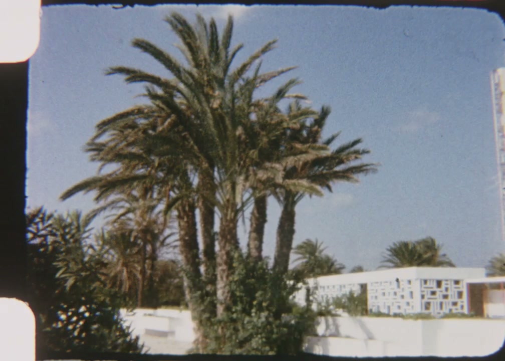 Sunny Vintage Palm Trees