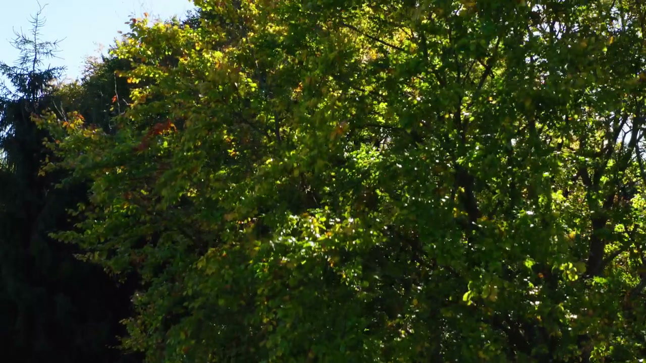 Rising Drone Shot Over Forest Canopy