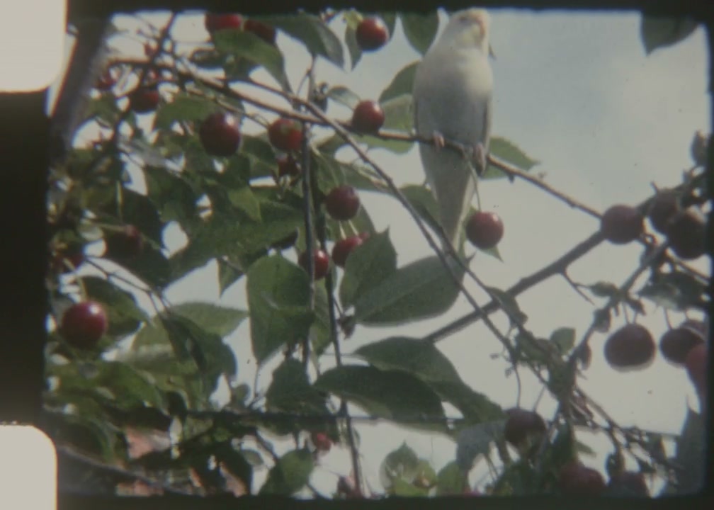 White Cockatiel Perched on Cherry Tree