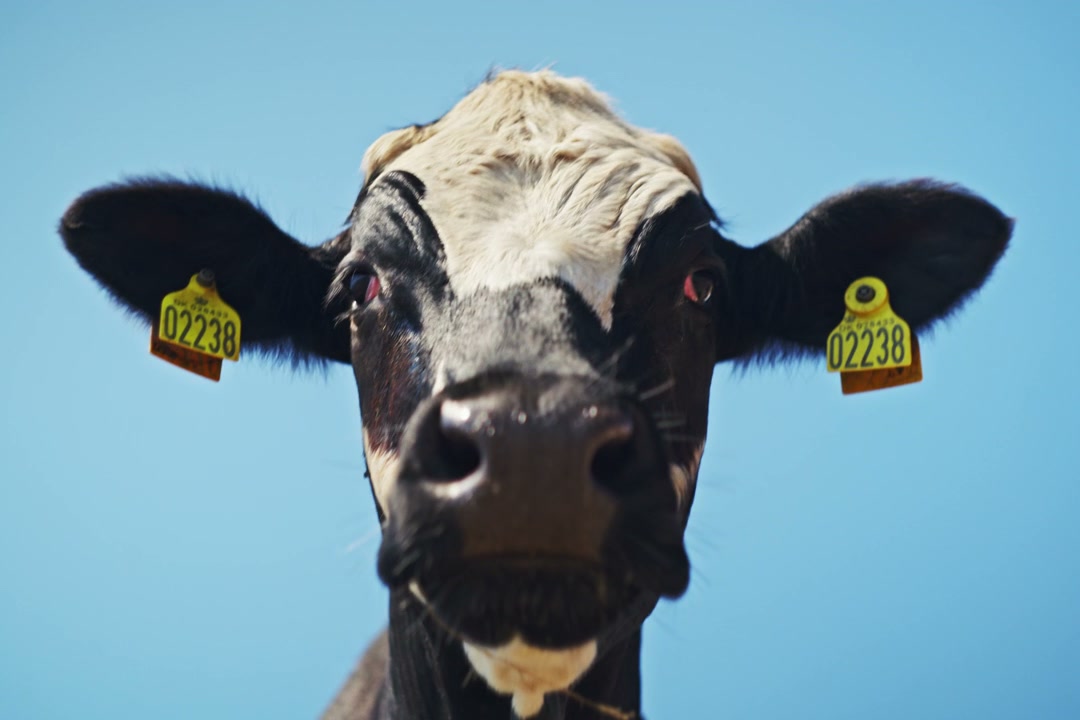 Cow