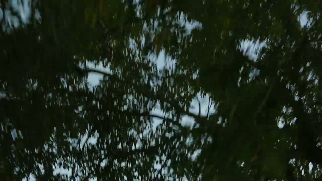 Driving Under Green Tree Canopy