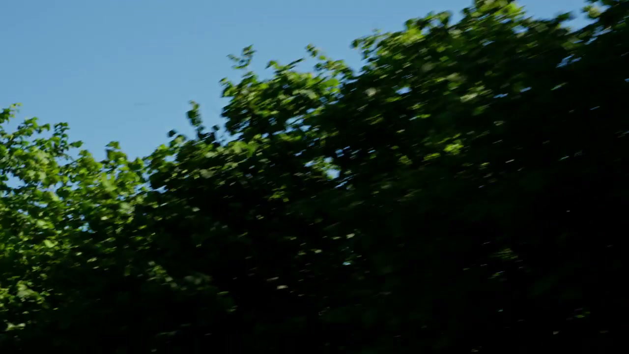 POV Drive Along Country Road Past Trees