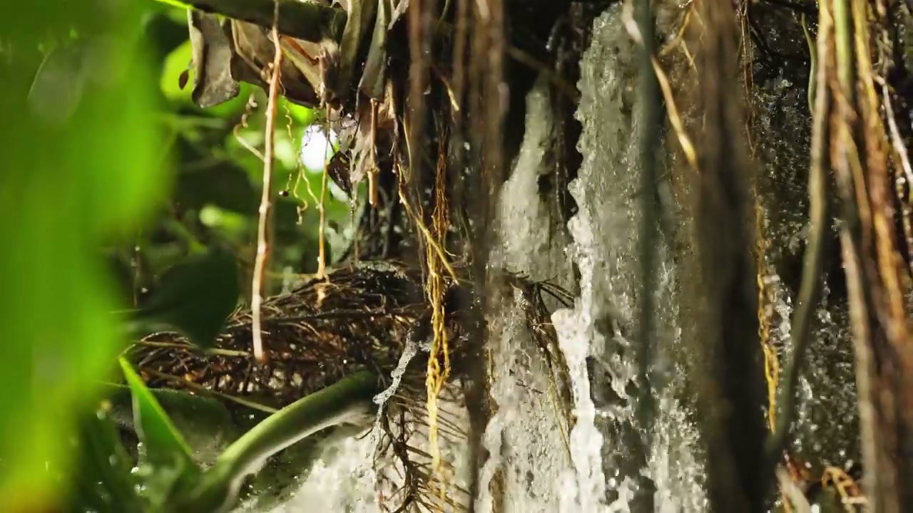 Rainforest Water Cascading Down Roots