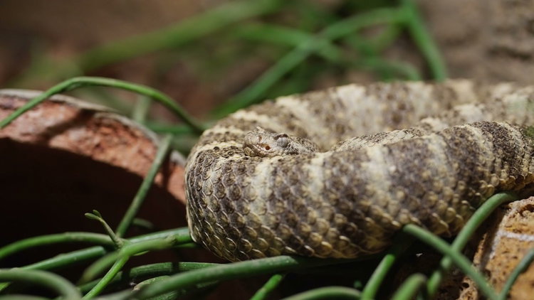 Snake Head on Branch with Blue Light • Stock Video on Uppbeat
