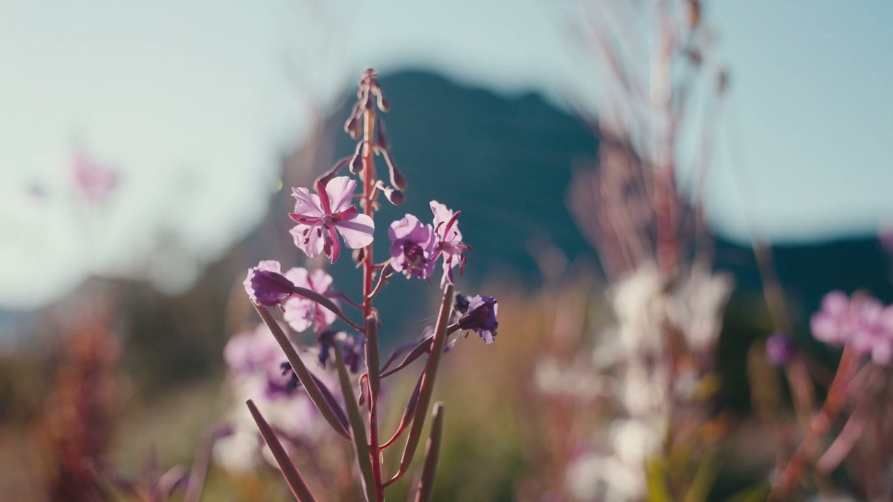 Fireweed Flowers Swaying Against Mountain