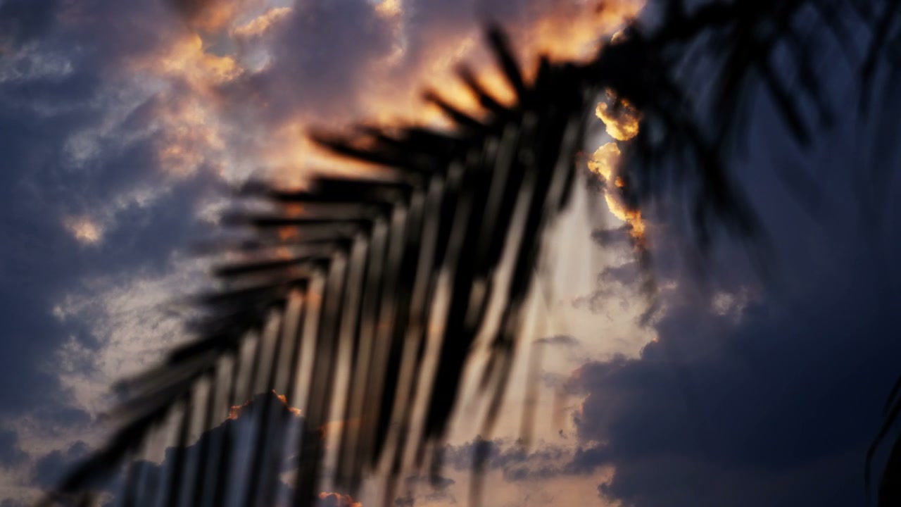 Silhouetted Palm Tree, Sunset Clouds