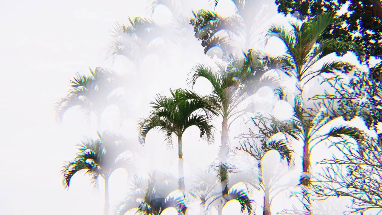 Tropical Palm Trees Double Exposure Effect