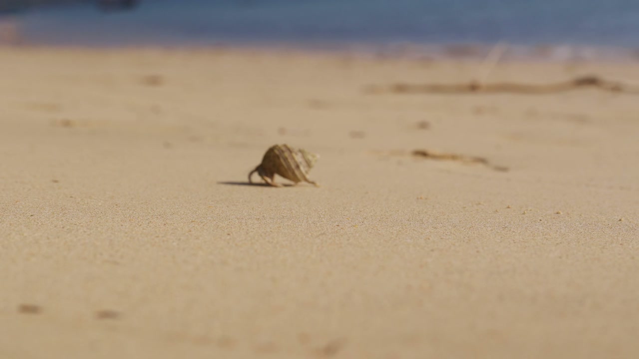 Hermit Crab Crawling on Sandy Beach