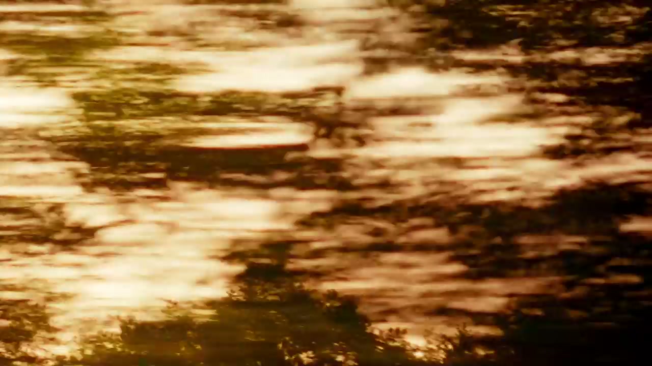 Blurred Forest Motion Transition
