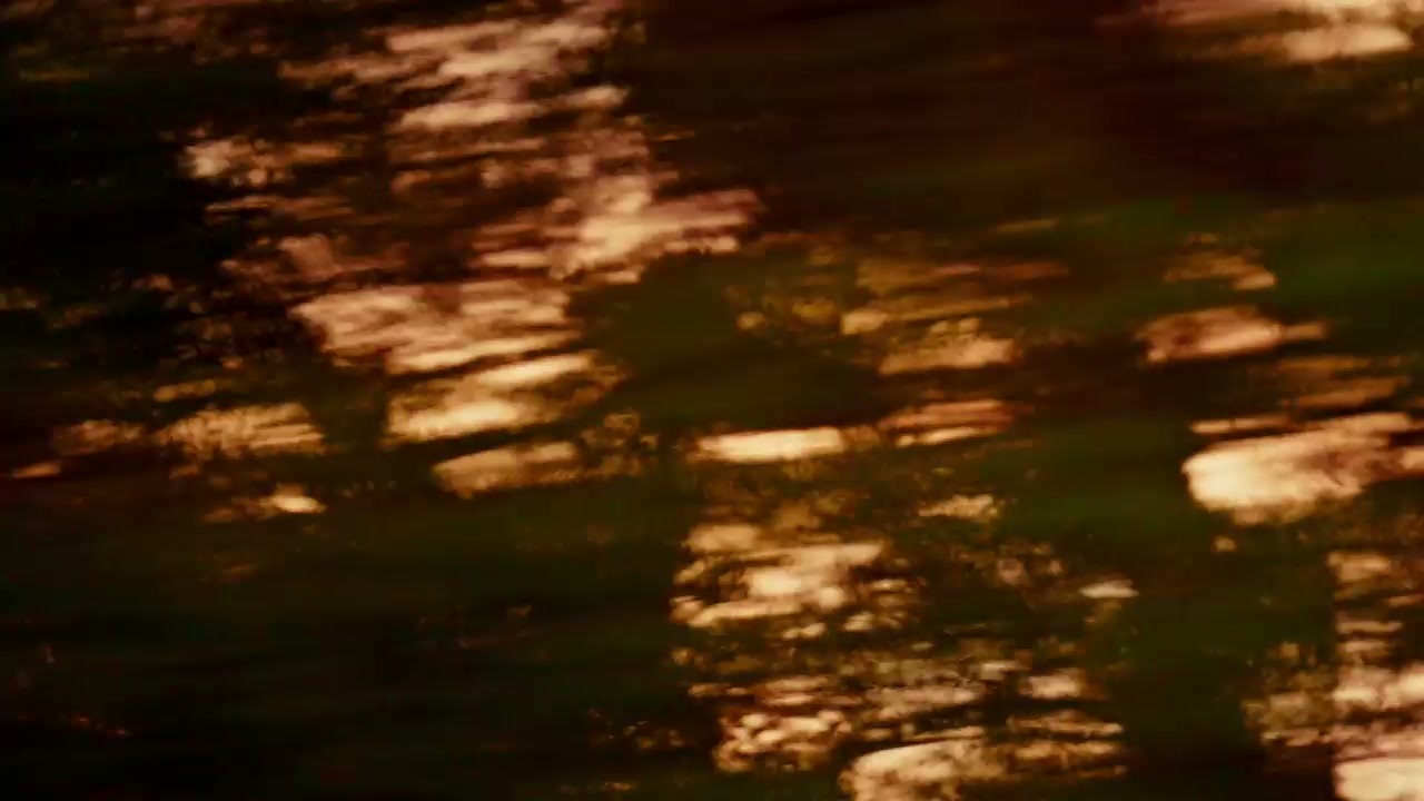 Blurred Forest Sunrise Transition