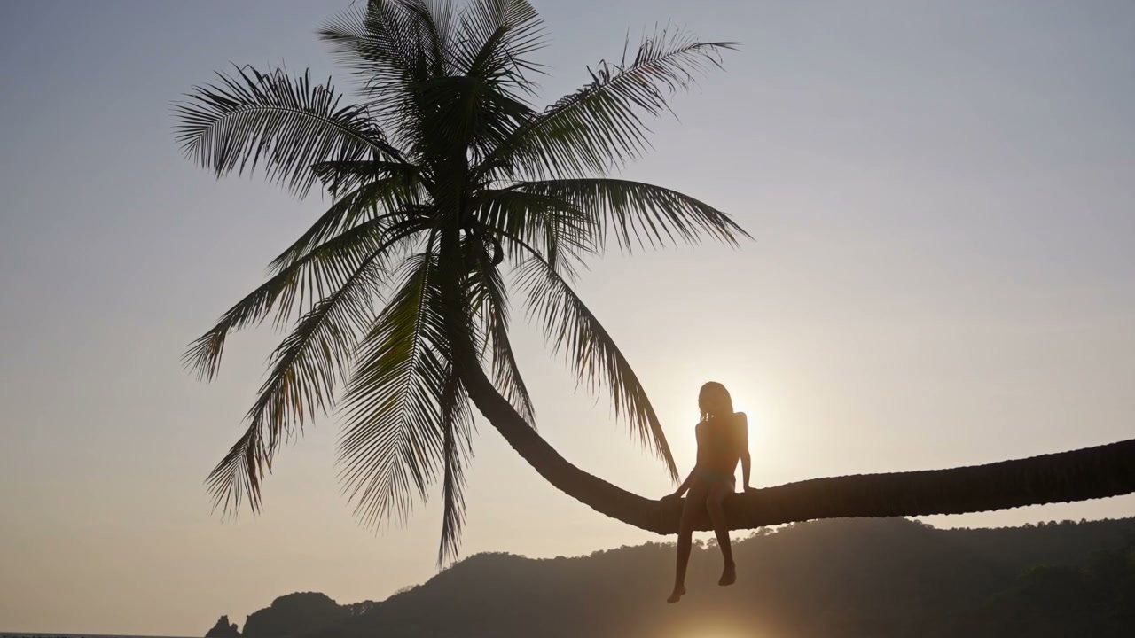 Palm Tree Lined Promenade at Sunset • Stock Video on Uppbeat