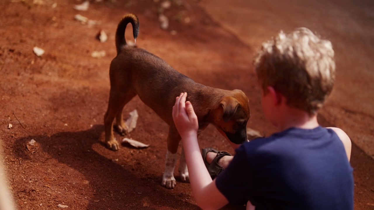 Child Strokes Puppy