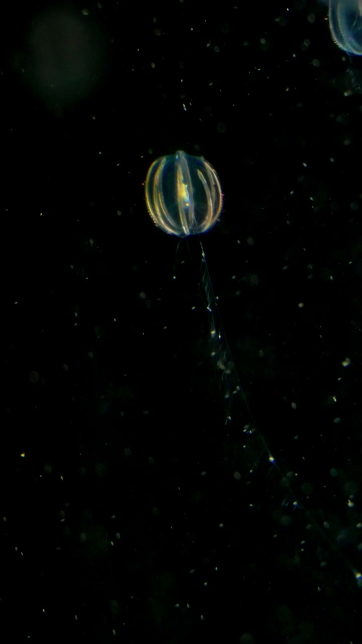 Bioluminescent Comb Jelly Drifting Underwater