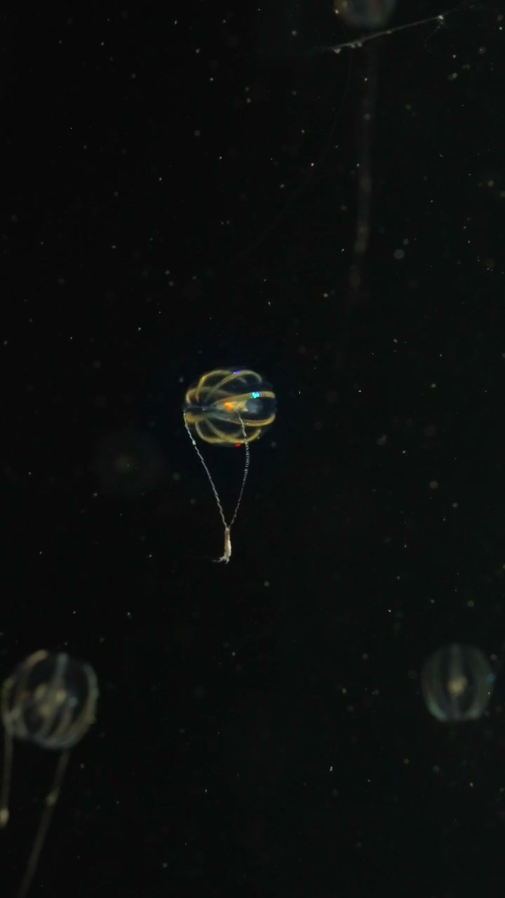 Iridescent Comb Jelly Floating in Dark Water