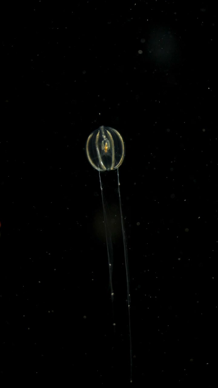 Iridescent Comb Jelly Drifting Underwater