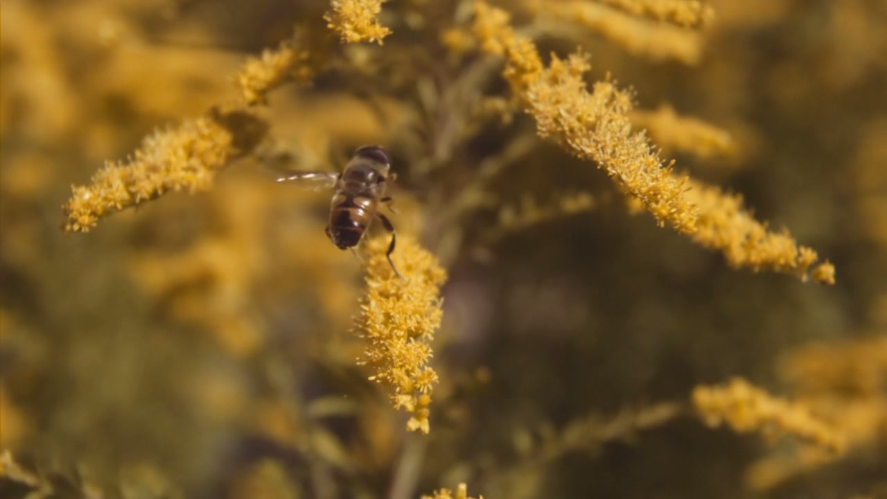 Honey Bee Taking Off From Goldenrod Flower • Stock Video on Uppbeat