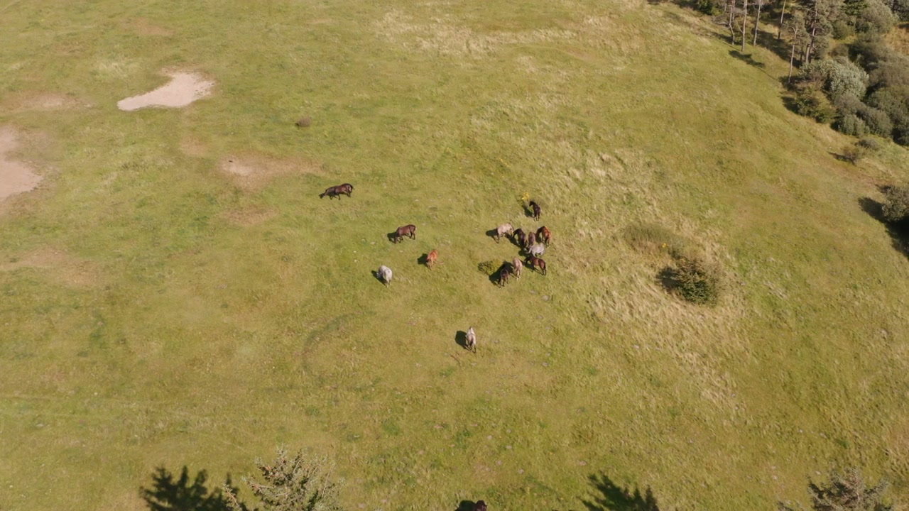 Aerial View of Wild Horses Grazing