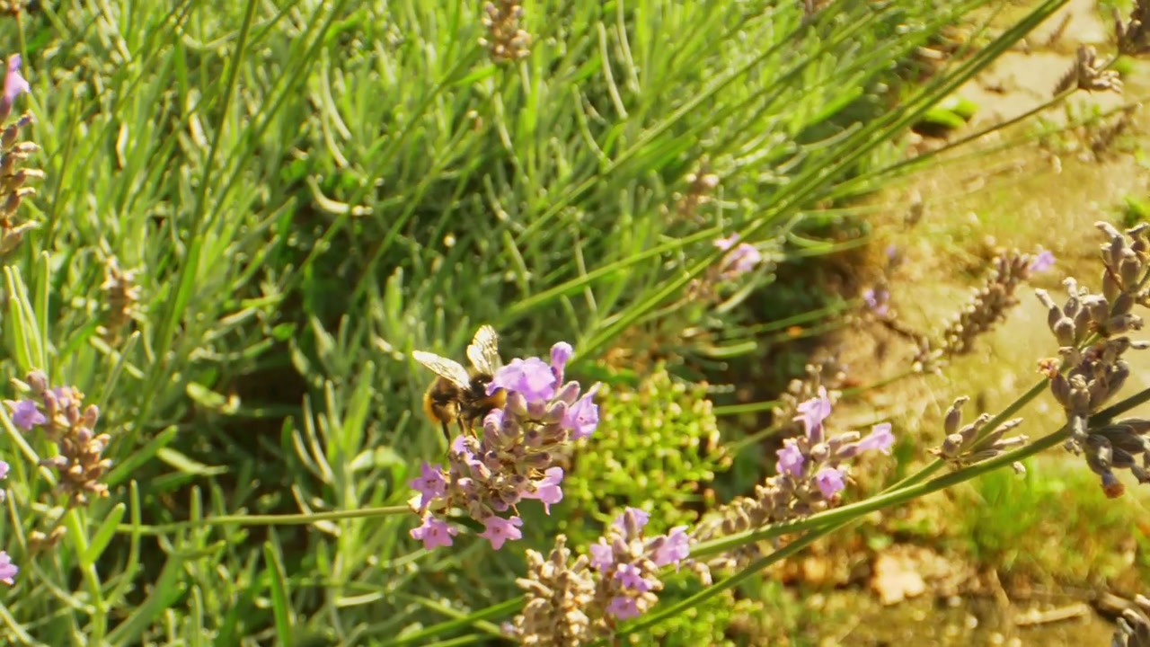 Bumblebee Collecting Nectar From Lavender Flowers