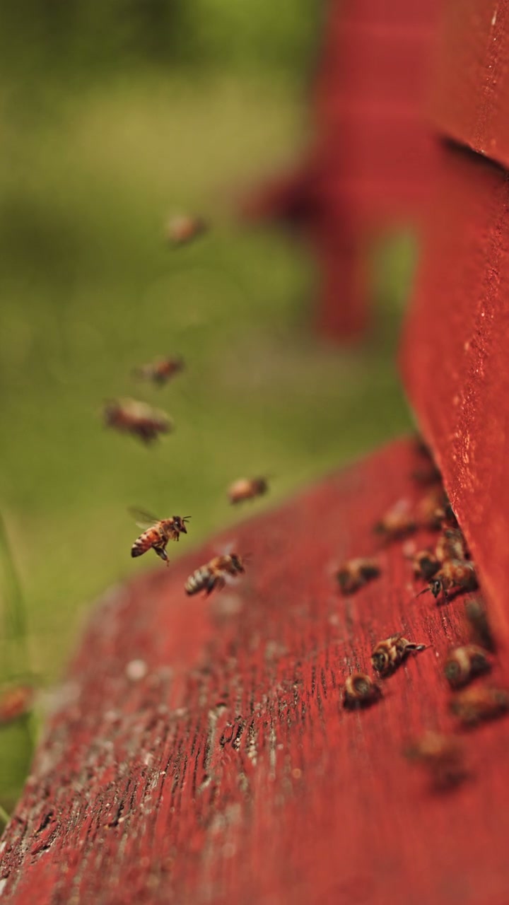 Honey Bees Flying By Red Beehive