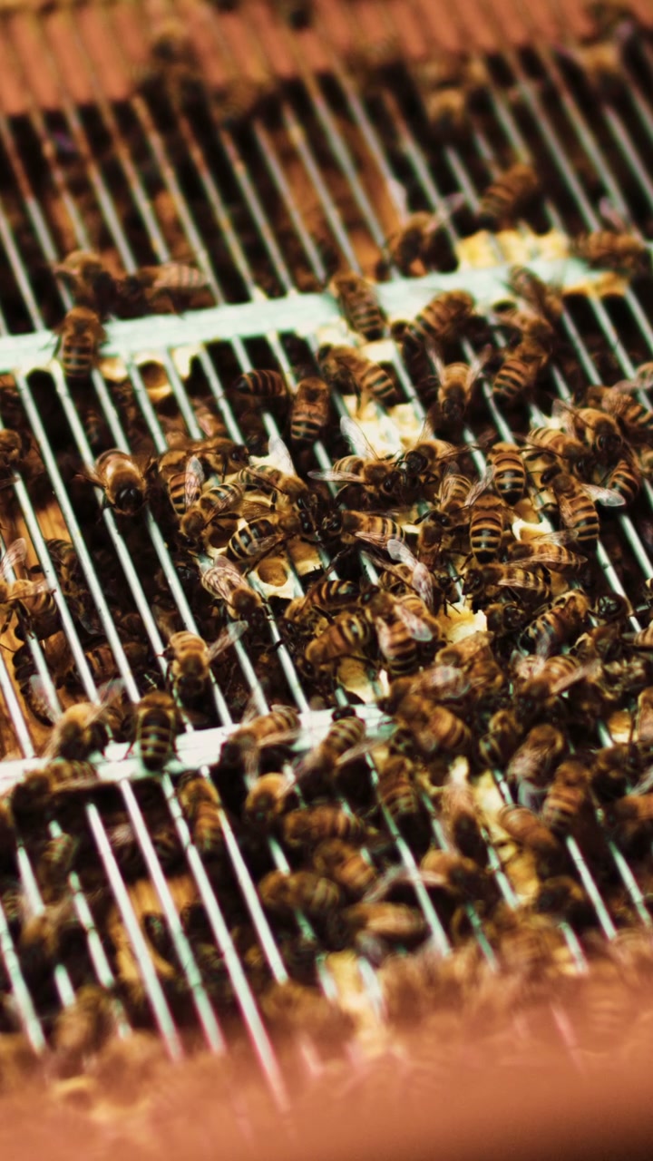 Honeybees on a Queen Excluder