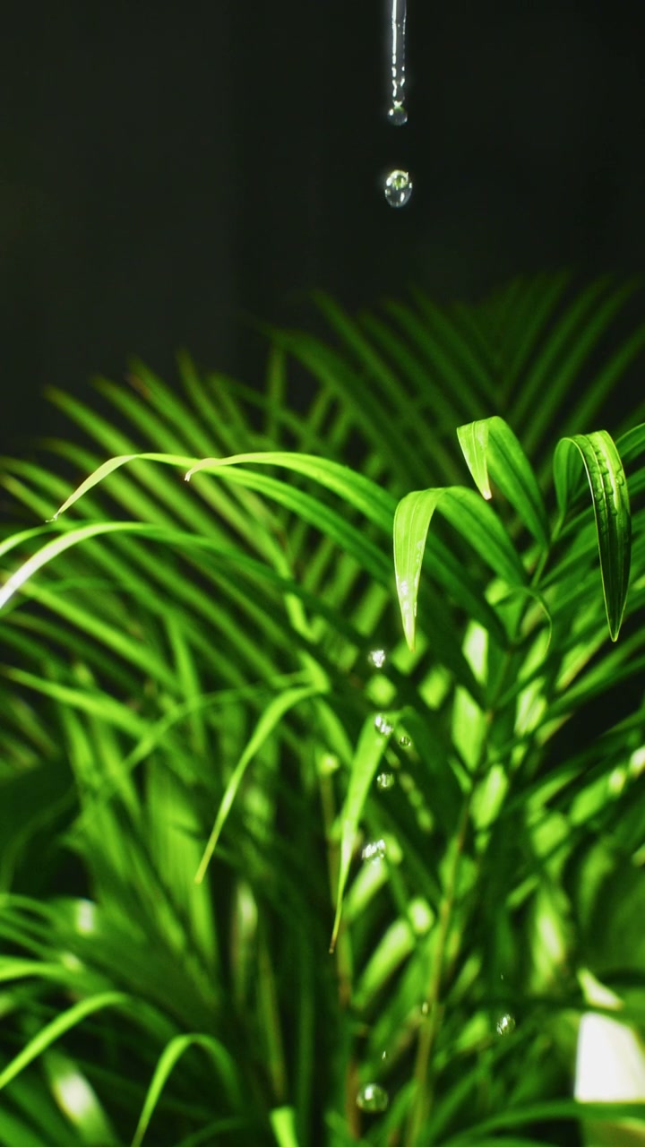 Water Drops Splashing on Green Plant Leaf