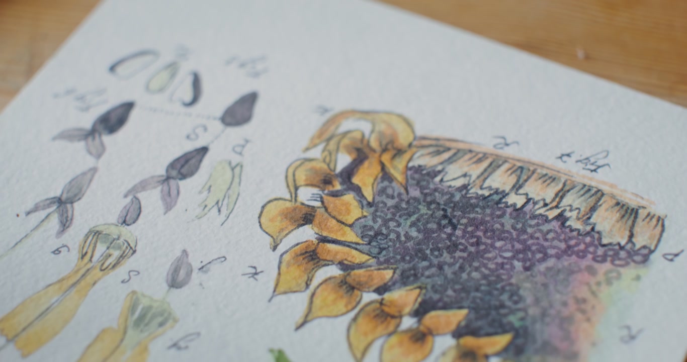Close Up of Botanical Sunflower Illustration