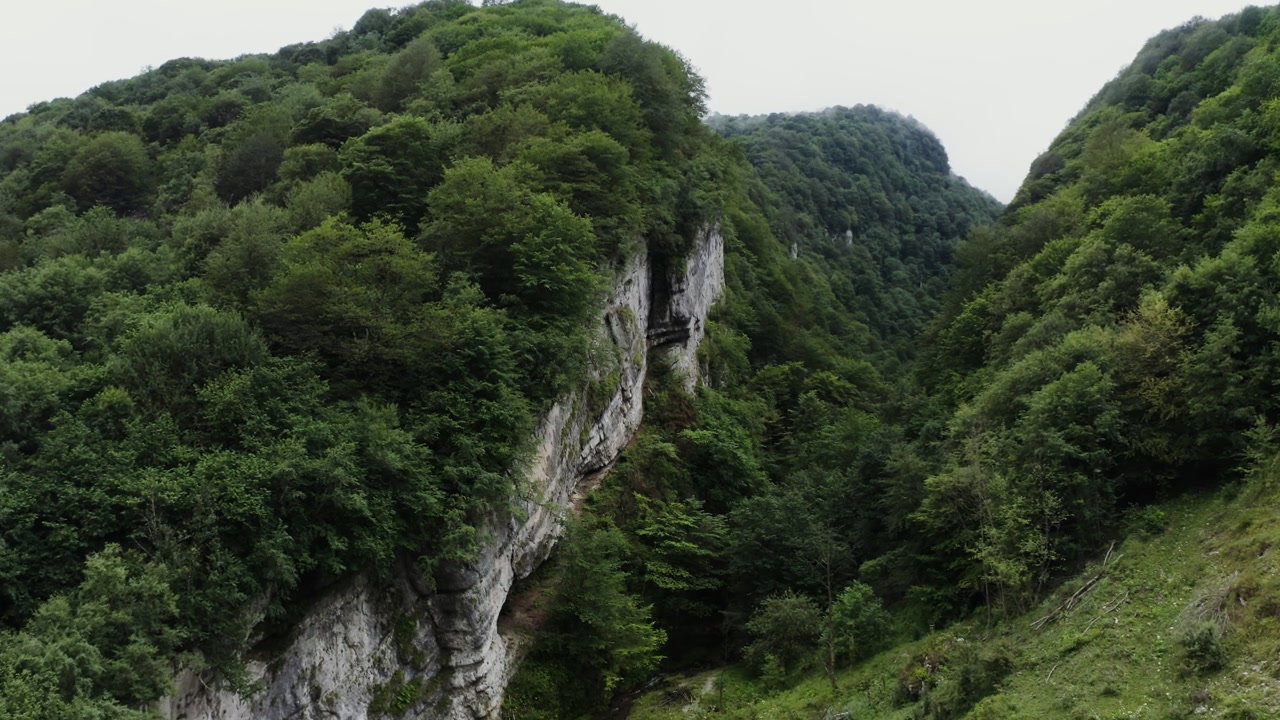 Forest Canyon with Steep Rocky Walls