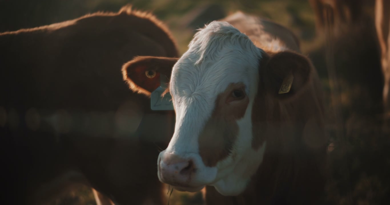 Cow
