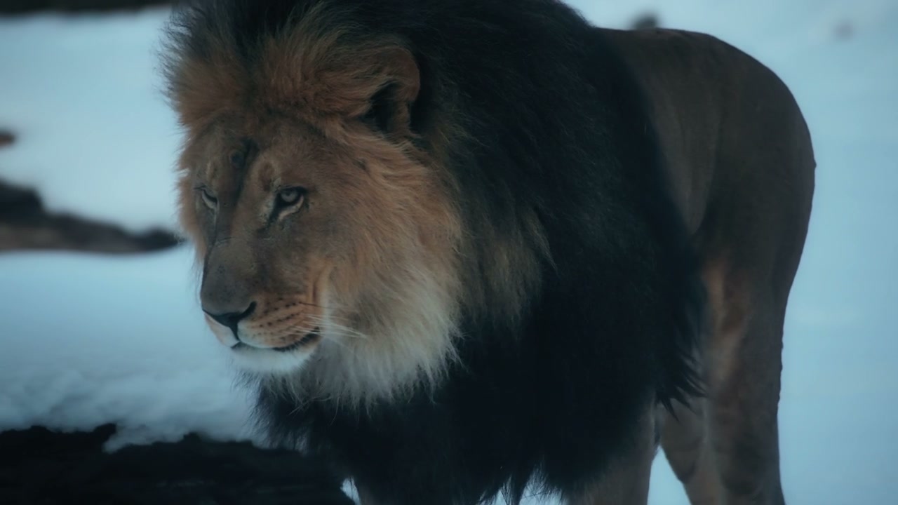 Lions