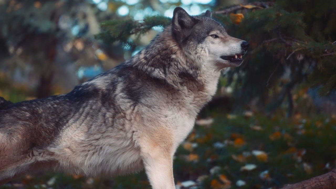Wolves