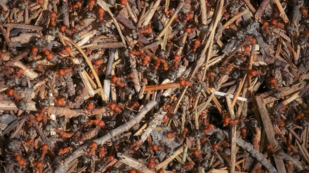 Ants